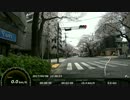 中野通りの桜並木を走ってみた。