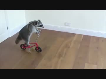 アライさんにできないことはないなのだ！