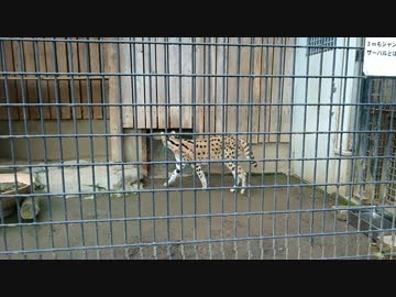 サイドステップを踏むサーバルちゃん