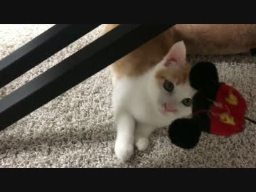 【衝撃！】生後半年で”取ってこい”ができる子猫？！