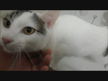 早朝エンジン（猫