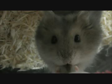 《効果音付き》マシンガンのように水を飲むハム太郎