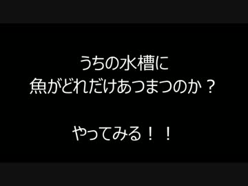 うちの水槽に魚がどれだけあつまるのか？　やってみる！