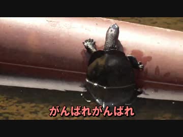 カメーナエの散歩道 「サクラサク」 Part2