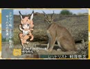 【けものフレンズ】フレンズ化前の姿を紹介【補足】