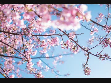 桜坂を歌ってみた