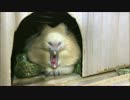 【モルモットのいる日常：Part2】あくび集【風助】