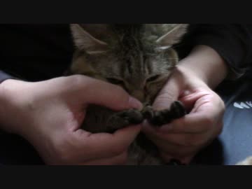 拾いねこ＠生後1735/1702日目　目薬つきにょん。