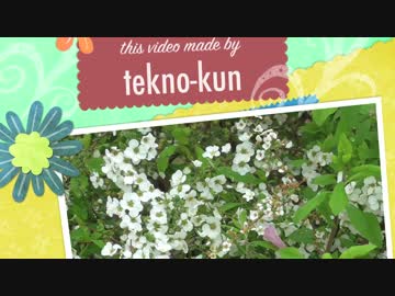 SAKURA 2017
