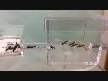 蟻戦争＃105 トゲオオハリアリVSミルワーム～琉球の暴れん坊～編