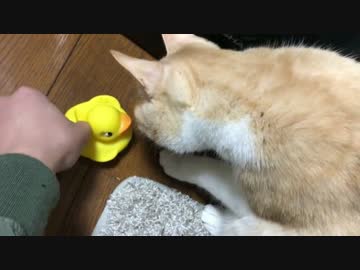 【弱肉強食？】アヒルのおもちゃにビビる猫達！