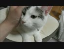 人間でいうと女子高生位の年齢になったお猫様