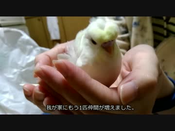 【インコ動画】あるとん家のマロちゃんpart1【羽衣】