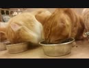 20匹の猫が食事をするとこうなる！【猫カフェ Mocha原宿店】