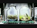 ボトルで水草水槽の立ち上げにチャレンジ!! Part.2【ボトルアクアリウム】