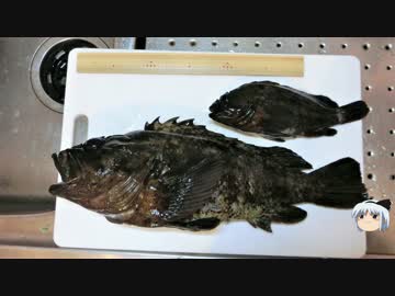 釣ったソイを料理します。今回のは大きいぞ！！