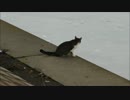 川を眺めてた野良猫、この直後、どんな行動に出るでしょう？