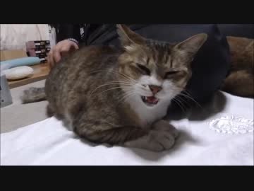 野良猫がお尻を触れというので触ったら盛大にあえがれた。