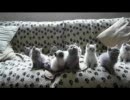 シンクロ子猫