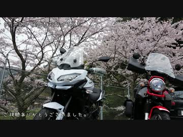 【Versys】 桜並木を走ってみた 【クロスカブ】