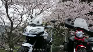 【Versys】 桜並木を走ってみた 【クロスカブ】