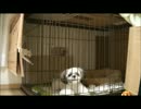 【ししまる 051】 甘え鳴き