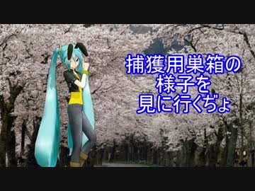 【素人養蜂　Part18】捕獲用巣箱を確認します