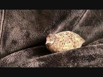 散歩中に虫を食べたりウトウトするヒメウズラがかわいい