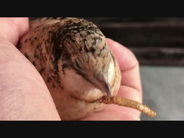 虫を食べるヒメウズラがかわいいだけ