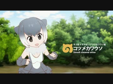 【わーい】カワウソちゃん 詰め合わせ【ひゃっほーう】