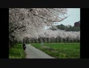 都幾川桜提を見に行こう(*゜∀゜)=3