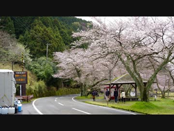 WR250X メタセコイア並木と海津大崎の桜ツーリング