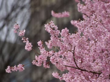 【ゆっくり】徒歩で日本一周part35【仙台】