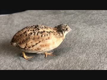 【ｳﾞｫｴ】虫を吐き出す里芋【逆再生】