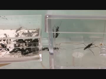 蟻戦争＃106 トゲオオハリアリVSアメンボ編