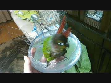 うちのインコ　水浴び編