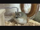 そぼろ日記 ③