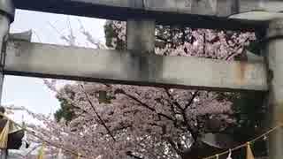 [旅行]朝の神社　桜と鳥居を見るだけの30秒