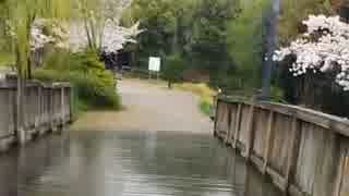 [旅行]岐阜駅前の桜咲く清水緑地を歩くだけの3分間