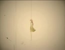 【欲音ルコ】 7/8 「UTAUカバー」