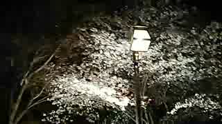 二千十七年奈良県吉野下千本満開夜桜散歩