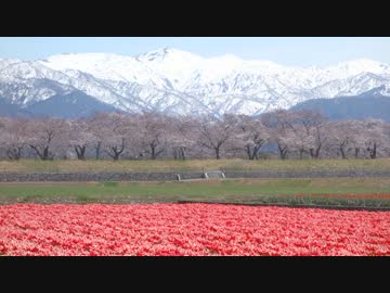 VTR-Fに乗ってお花見＆お弁当ツーリング