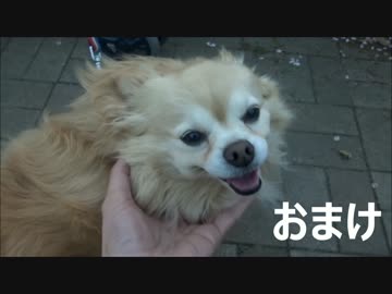 ゆきなりのひとり大阪ぶらり Vol.12　近所の公園でおっさんと飲んでみた