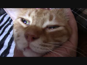 拾いねこ＠生後1741/1708日目　平日昼間のアコツキさん。