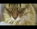 某猫カフェの日常その28♪