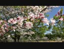 桜   大崎町   道の駅   後編 (iPhone撮影)