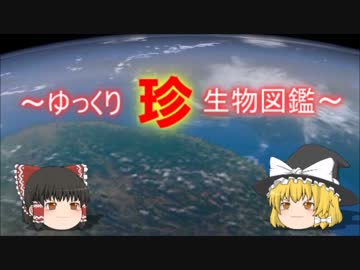 ～ゆっくり　珍　生物図鑑～　新・53回