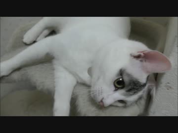 JK猫が大人しそうだったので即席の握手会を開いてもらった