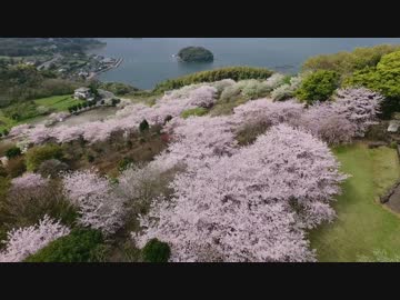 ドローンでお花見【癒し系空撮】
