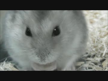 もぐもぐしてる可愛い何かが近づいてくる（ハム太郎）